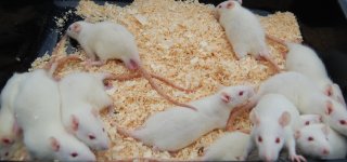 Medium Rat.jpg