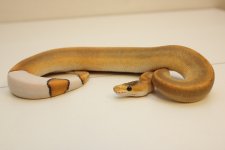 Cinnamon Champagne Poss Mojave M1 185g $550.jpg