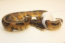 Pied F1 275g $400.jpg