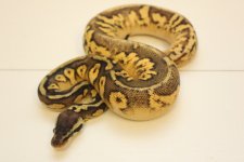 Citrus Pastel Calico M3 ( NFS ).jpg
