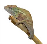 Ambanja Male 1 CB F1 - Canvas Chameleons (1) Small.jpg Ambanja Male 1 CB F1 - Canvas Chameleons (1) Small.jpg