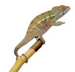 Ambanja Male 1 CB F1 - Canvas Chameleons (2) Small.jpg Ambanja Male 1 CB F1 - Canvas Chameleons (2) Small.jpg