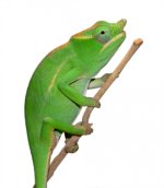 Petteri Male -Captive Born - Canvas Chameleons (1) small.jpg Petteri Male -Captive Born - Canvas Chameleons (1) small.jpg