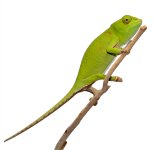 Petteri Female -Captive Born - Canvas Chameleons (1) Small.jpg Petteri Female -Captive Born - Canvas Chameleons (1) Small.jpg