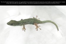 Gecko.jpg