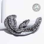 axanthic pos het granite male.jpg