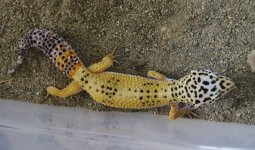 IMG_0644.jpg