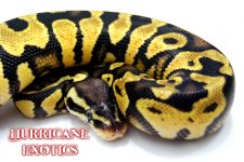 1618098.jpg
