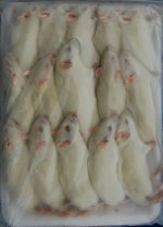 Medium Rat Frozen.jpg