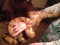 hypo 2.jpg