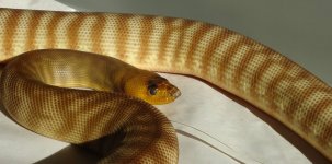 Woma.jpg