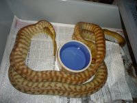 woma2.jpg