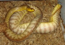 woma1.jpg