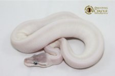 16SuperMojaveF1605-80g.jpg