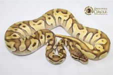 15PastelMochiF1-330g.jpg