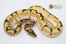 15DreambeeM4-250g.jpg