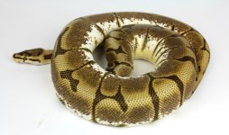 enchi spider.jpg