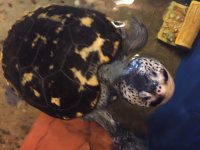 DB Terrapin 1.jpg