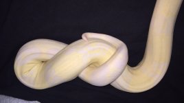 female snoglow 1.jpg