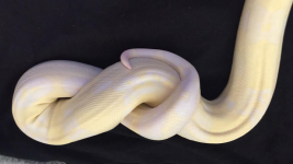 female snoglow 2.png