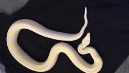 female snoglow 3.png