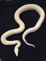 female snoglow 4.png