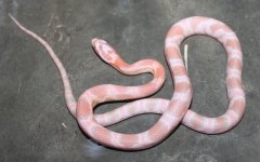 salmonsnow.jpg