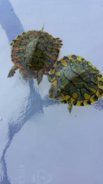 Pastel Turtles 11:01:2015.jpg