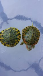 Pastel turtles 1 11-01-2015.jpg