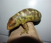 CoruciapairYoungFemale01a.jpg