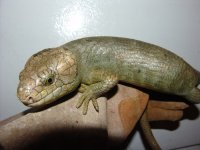 CoruciapairYoungmale01a.jpg