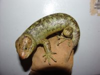 CoruciapairDaymale01c.jpg