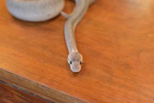DSC_8159.jpg