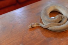 DSC_8153.jpg