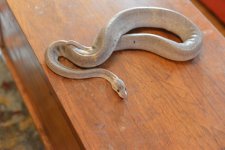 DSC_8066.jpg