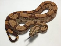 hypo arabesque.jpg