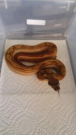 15hycymot1M.jpg