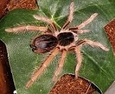 Mrobustum-small.jpg