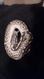 pewter lesser 2.jpg