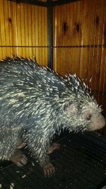 porcupine.jpg