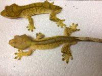crestedgecko1-31-16n.jpg