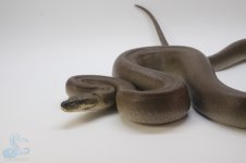 Image1466506853.022544.jpg