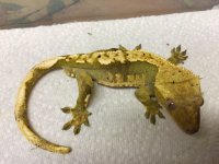 crestedgecko1-31-16Ha.jpg