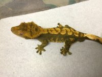 crestedgecko1-31-16hb.jpg