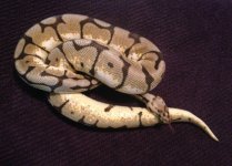 IMG_1685.jpg