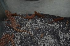 161276_401160_VeryLarge_CyGU3uxg6R.jpg