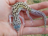 Geckos 001.jpg