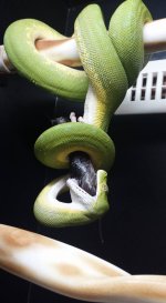GTP1 Eating.jpg