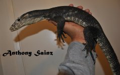 DSC_0163_zps8i7vwj3b.jpg