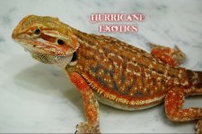 1599062.jpg